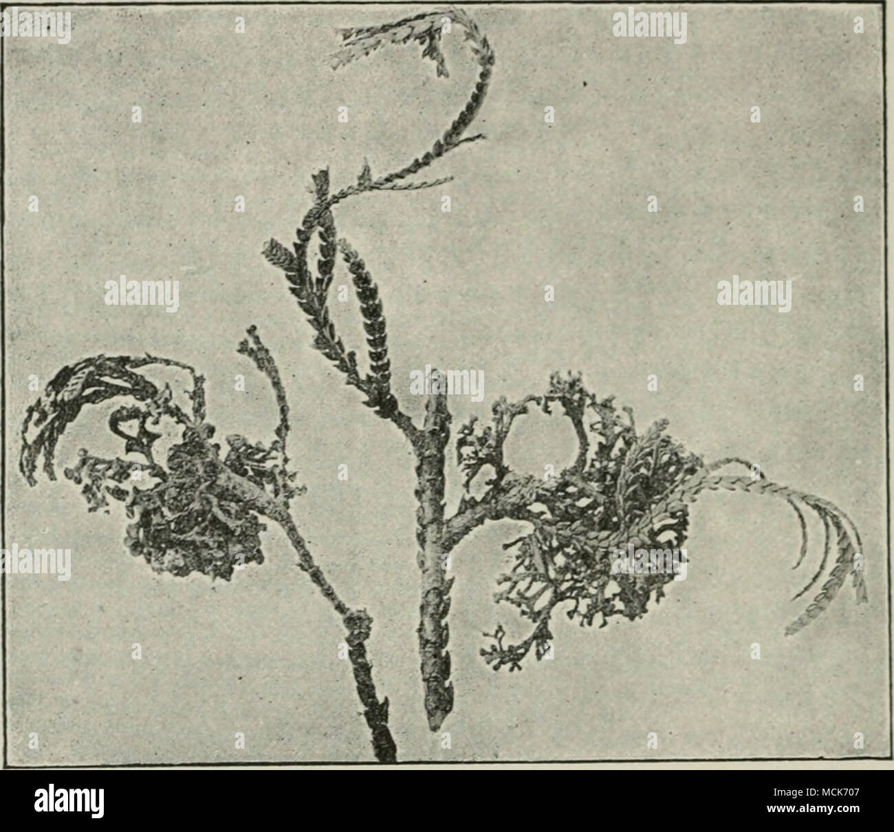 . Abb. 8. Caeoma deformans. Das Nest-ähnlichen Strukturen sind viel verzweigte, Blattlosen Triebe mit jeder ihrer Zweige endet in einem caeoma-Disc. (V. Tubeuf phot.) Die Galle produziert von Ustilnr/o Trcuhii auf Polyfjonum Saccha-linensc sind besonders interessant. Hier, wie auch durch die Präsenz des Parasiten, es bilden sich die sogenannten vegetativen Käfer, Galle, und darüber hinaus die Frucht - Galle, neue Organe von seitliche Auswüchse des Host abgeleitet, und der nur in der spore-Bildung der Ustilago verwenden; sie enthalten eine spezielle capillitium - wie Gewebe, und ausschließlich für den Schutz dienen. Stockfoto