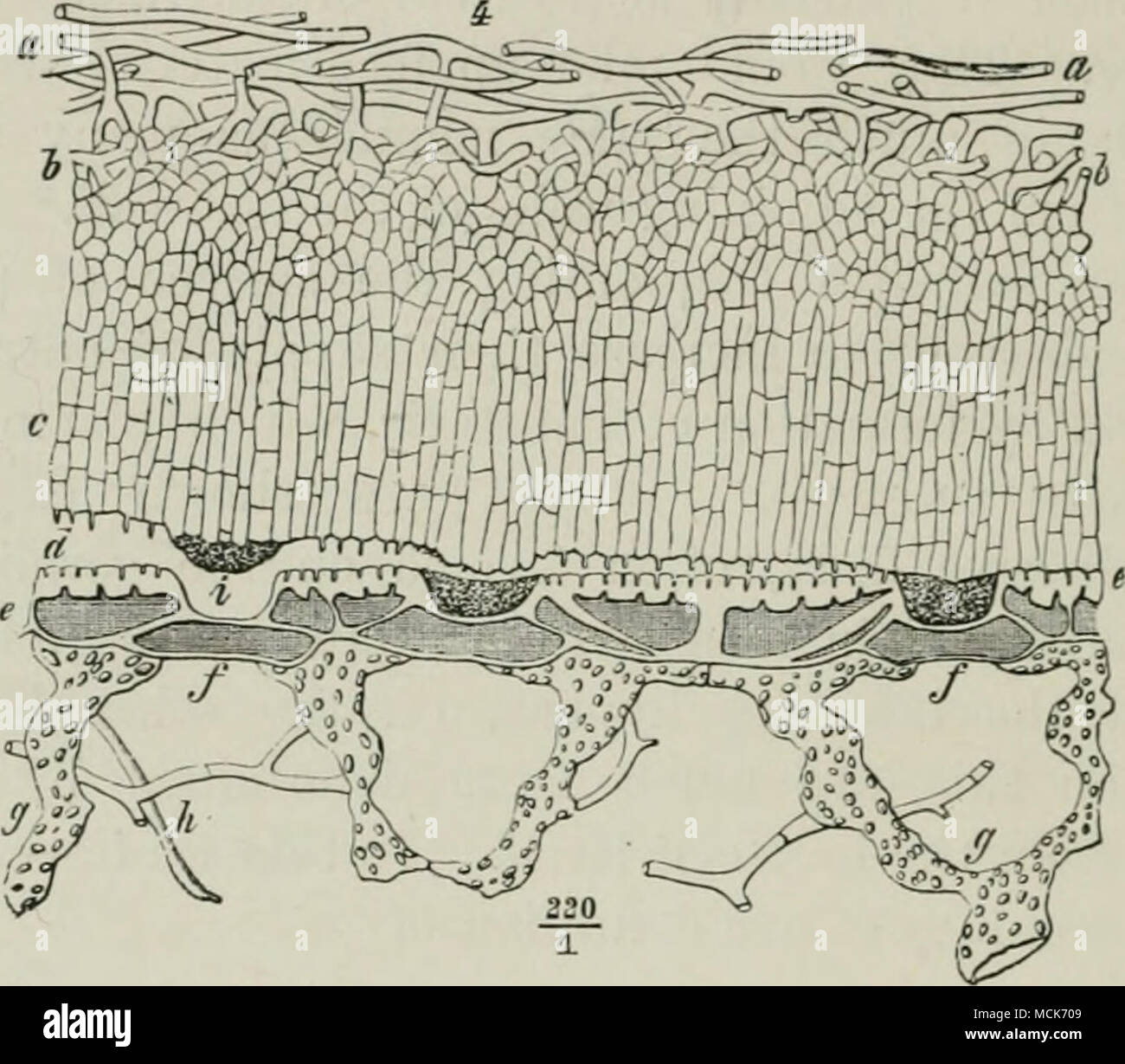 . Flo. 2.- Der Haustoria Trichosphaeria}^ arasilica. (Details zum Bild. 88.) (Nach R. Hartig.) Sie sind winzig apikalenden Prozesse ruht auf dem Host - Epidermis, und in den äußeren Wänden der epidermalen Zellen gesunken, so dass die Nagelhaut zu durchbohren, aber nicht die ganze Wand (Abb. 2, d, e; auch Bild. 90). Die Erysipheae sind typische Epiphyten, die ein pilzgeflecht über die Oberfläche der Pflanzen, die Sie angreifen Weben; das Myzel behält seinen halten durch Adhäsion-Discs oder appressoria, und von bestimmten Teilen von diesen ein Feingewinde - wie Prozess ist gegeben, die, nach Durchstechen des epidermalen Wand des Host, schwillt zu einem Stockfoto