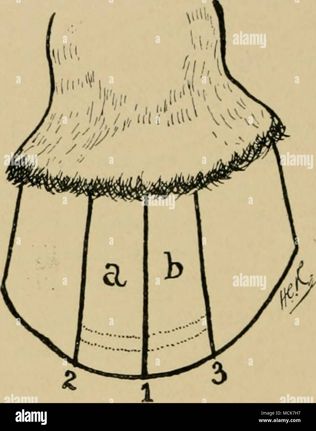 Abb. 120.- Diagramm des Hufes zeigt die Position der drei Nuten in der  Behandlung von hufrehe. Das Tier ist aus Gusseisen, die Schuhe entfernt und  drei vertikale Rillen in der Wand.
