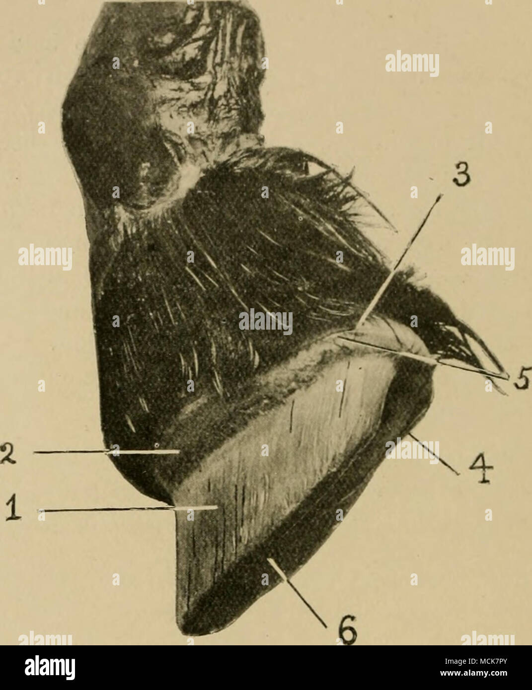 . Abb. 17. - Die Keratogenous Membran (von der Seite gesehen). (Den Huf entfernt durch Mazerieren.) 1. Die empfindlichen lamiufe oder podophyllous Gewebe; 2, die koronararterien Kissen; 3, die perioplic Ring; 4, Teil des plantar Kissen; 5, groove Trennung perioplic Ring von coronar}^ Kissen; (i) die sensible Sohle. Den oberen Teilen der Laminae, die in Kontakt mit dem Kissen sind blass im Gegensatz mit der Teile-Series-implementierung unten, und damit gibt es angesichts der Darstellung einer weißen Zone angrenzenden der unteren Grenze des Kissens. Breiteste in seiner Mitte, das Kissen verengt sich in Richtung zu seinem ex Stockfoto