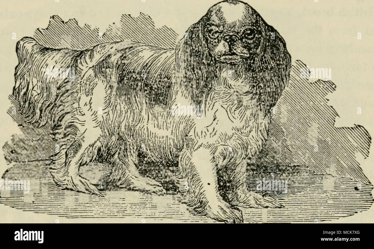 . Fisr. 35. - BLENHEIM SPANIEL. sollte nie mehr als 6 oder höchstens 7 kg; und sie sind die mehr geschätzt, wenn sie so niedrig wie 4^ oder 5 lbs. (Siehe portrait.) Die Punkte der Blenheim unterscheiden sich nur wenig von denen der King Charles, außer in Farbe, das ist immer ein Grund weiß mit roten oder gelben Flecken oder Patches, mit gut markierten weiße Blesse zwischen den Augen. Die Ohren sollten gefärbt werden, und auch den ganzen Kopf, mit Ausnahme der Nase und eine weiße Markierung auf der Stirn, wie in den Schnitt, der der Blenheim ziemlich genau darstellt. Der Gaumen ist Schwarz, wie die von Stockfoto