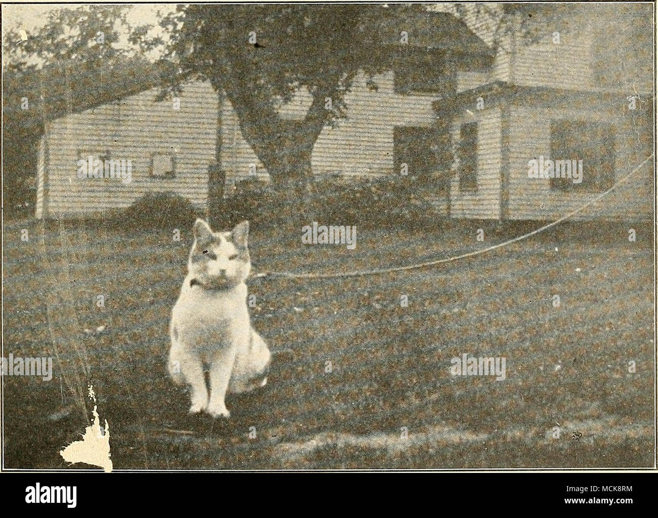 . Abb. 2. - Buster, stolz auf seine Halterung. Diese große Katze, ich vned durch Herrn Bardwell Gladwin von Plainville, Anschl. ist angebunden an einem Deckenhebezeug w re. Er hat jeden Sommer gebunden worden, und scheint den Halsband und Leine als hohe Ehre zu betrachten. Siehe Seite 91. (Foto mit freundlicher Genehmigung von Frau Louise G. Lusk.) Stockfoto