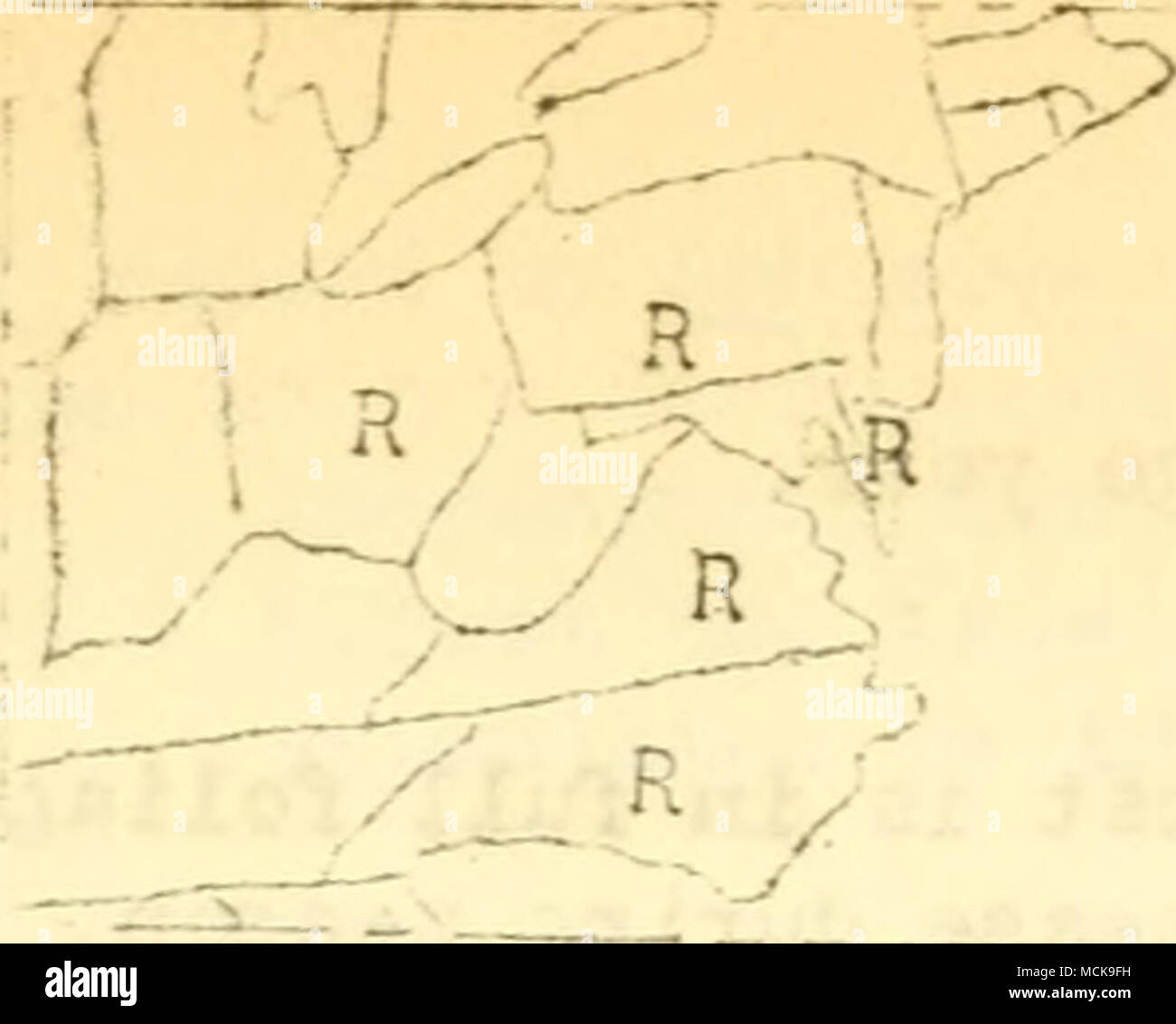 . Fi^. 30. C-eOt^ raphical Verteilung von pulverförmigen nildev/der Kastanien in den US als auf die Anlage Krankheit übersicht berichtet - Blatt ffoot verursacht bv rarssonia ochroleuca c: C Obwohl keine Berichte^ vcre erhalten cf sein Auftreten während 1921> mijht v/ell aufgetreten sind in llaine, Massachusetts, Nevf Yorkj Ilev/Jersey, Delaware, ". Est Virginia, I-Torth Carolina, Ohio, da Eisen die oben erwähnten Staaten in den vergangenen Jahren gemeldet wurde. Stockfoto