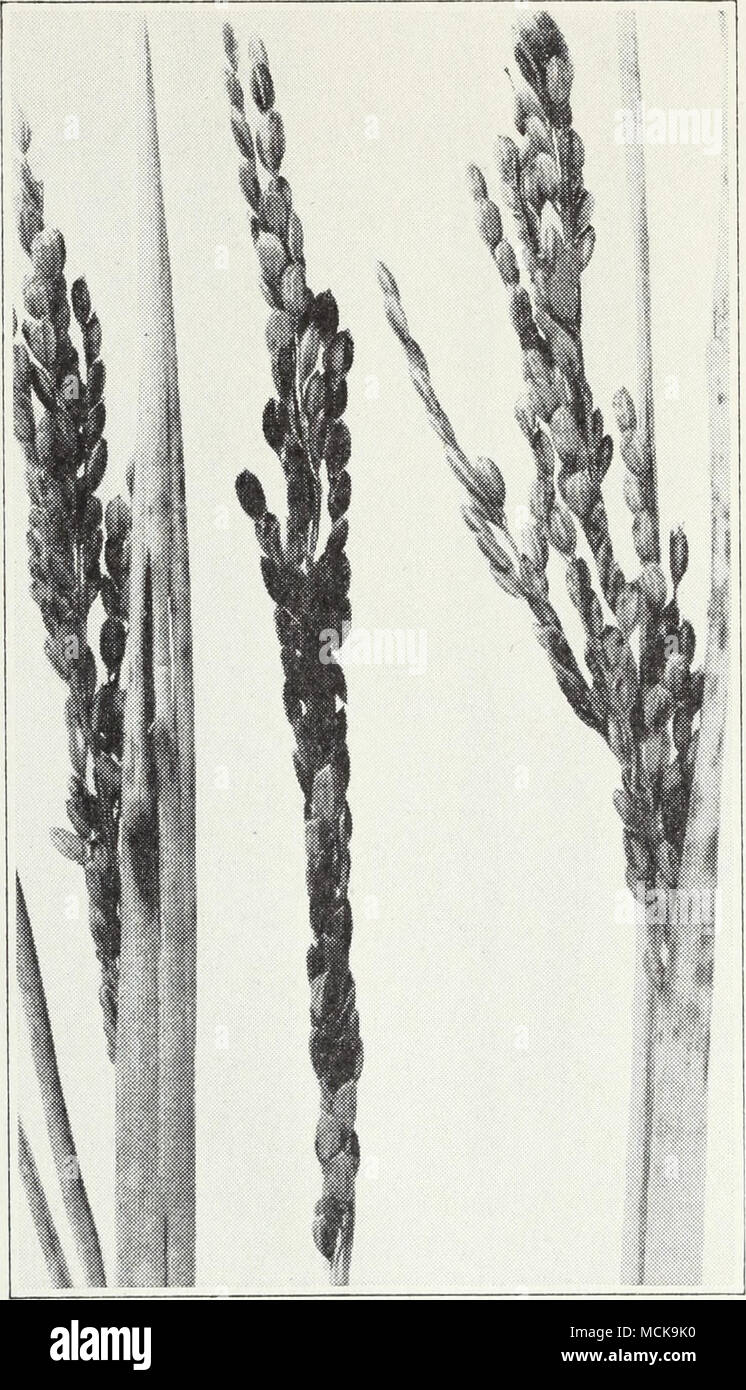 . Abb. 32.-Blatt-Fleck Krankheit von Reis. Graminis var. Avenae (Abb. 38, S. 62), Break out auf den Blättern und auf den Blattscheiden, die die Stammzellen (Bild beifügen. 31). Die dünnen Epidermis der Pflanzen locken wieder von diesen pusteln in ausgefranste Ränder. Die Pflanzen dürfen schwer verletzt sterben ohne Bildung Getreide sein und. Keine versucht Sorten resistent gegen Rost derzeit für Kalifornien empfohlen werden kann. Wenden Sie sich an die Abteilung von Agronomie, Hochschule für Landwirtschaft, Davis, für weitere Informationen. Smut. - Zwei Typen von Ruß bedeckt und Lose - Hafer befallen. In cov- Stockfoto