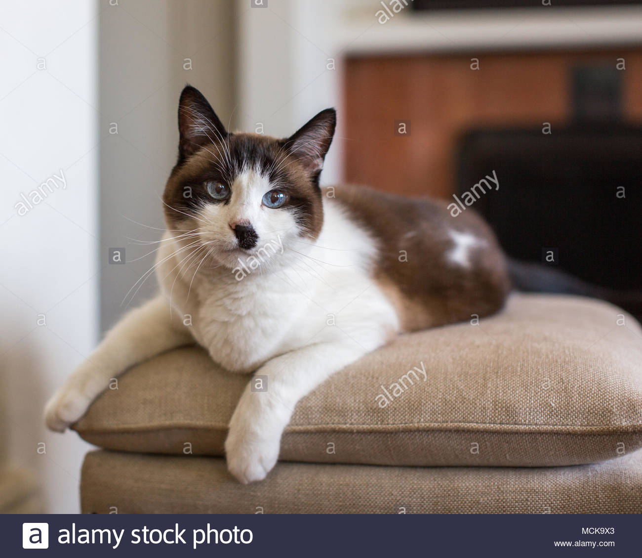 Kurzhaarige Weiße Und Braune Katze Mit Blauen Augen Lügen