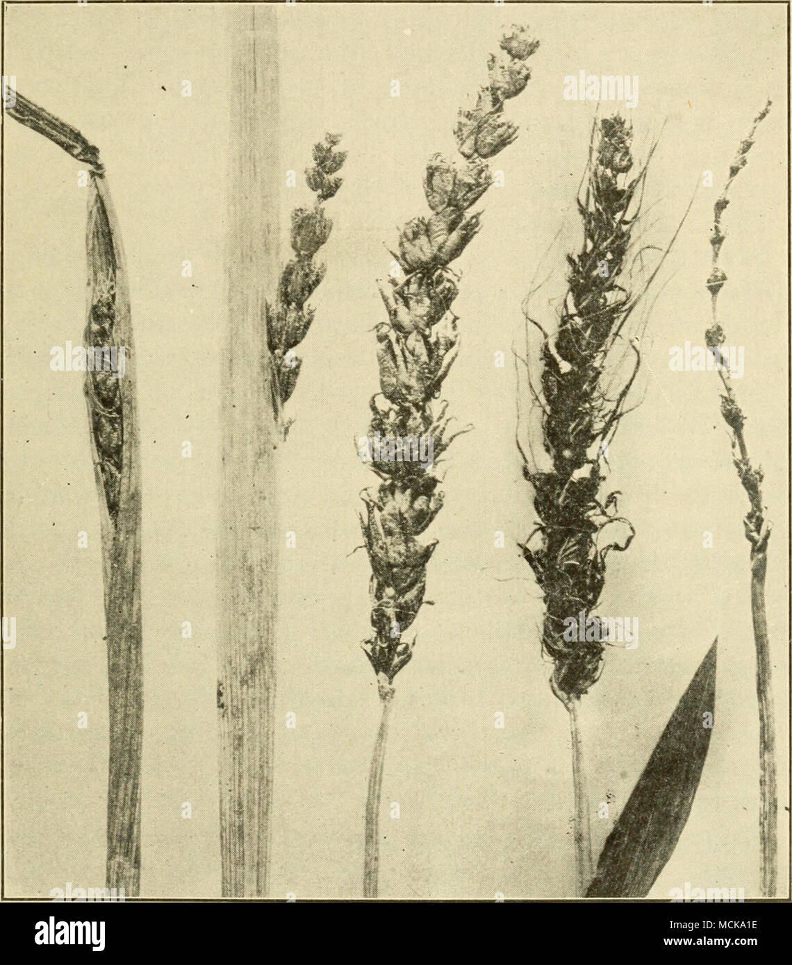 . Abb. 147. - Lose - Smut von Gerste in den verschiedenen Stadien der Entwicklung. Nachdem Johnson. Das Werk die Entwicklung von solch einem infizierten Sämling die Krankheit nicht nach außen zeigen, bis der Ruß an der nächsten Blütezeit reift. Die Lebensgeschichte dieses smut ist so ähnlich wie die von Stockfoto