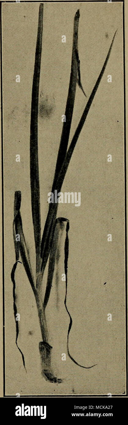 . Abb. 112. - Zwiebel Pflanze, die Art und Weise der Tod der Blätter mit falscher Mehltau betroffen. Nach Whetzel. Stockfoto