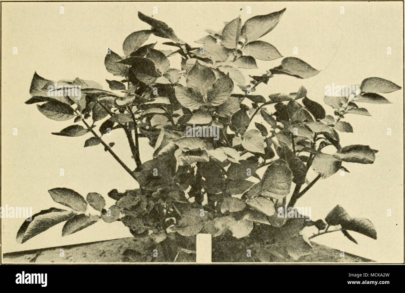 . Abb. 130. - Potato Leaf Roll. Nachdem Orton. Prozent der Ernte. Die beiden Krankheiten, die früher als drei betrachtet, sind schwierig genau ohne Verwendung des Mikroskops zu unterscheiden, aber im Allgemeinen und im Blatt - rollen Sie die Segmente der unteren Blätter blass sind, dauerhaft nach oben gerollt und steif, das Terminal Segmente immer Löffelförmige; während in Mosaik, in der Regel, das Blatt Segmente verzerrt werden, die Venen übermäßig ausgeprägt, und die Blades meliert mit hellen Bereichen und in schweren Fällen die Pflanzen in den Schatten gestellt durch verkürzte inter-Knoten, die Anlass zu der Bezeichnung ' ' Lockig-Zwerg." Pflanzen Beei Stockfoto