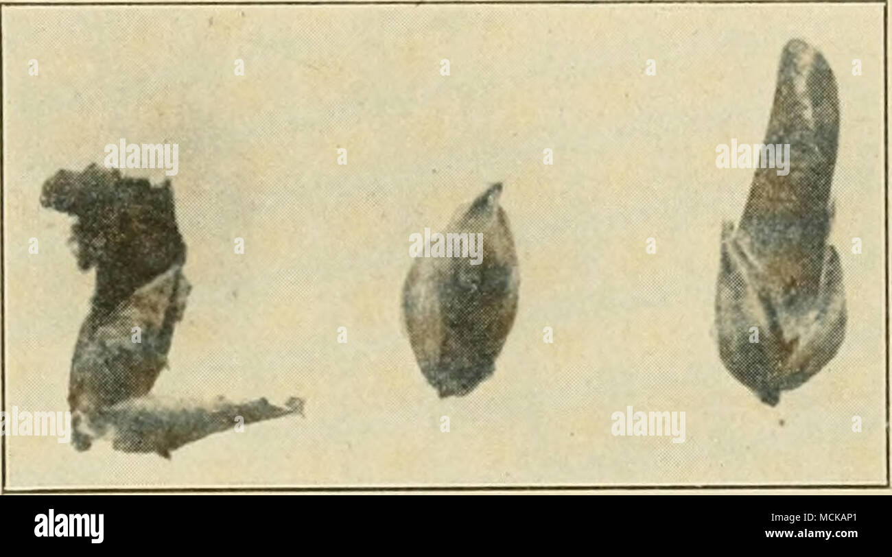 . Ance. Die smutted Körner werden zunächst von einer Weißen, später Grau, Membran abgedeckt. Diese Membran wird in der Zeit vom Winter Exposition gebrochen und befreit die dunklen Sporen. Die Krankheit wurde von Kellerman 1891 berichtet, Sorghum aus importierten Samen gewachsen begrenzt. Es war dann im Distrikt von Columbia, Wis bekannt - c o n s i n, New York, Nebraska und Kansas. Es ist weit verbreitet in Europa, Afrika und Asien, und war wahrscheinlich im - in den Vereinigten Staaten auf kranke Saatgut portiert. Es wurde zuerst in den Vereinigten Staaten im Jahr 1884 aufgenommen und ist jetzt in fast allen Orten, an denen sorghmn gewachsen ist. Accor Stockfoto