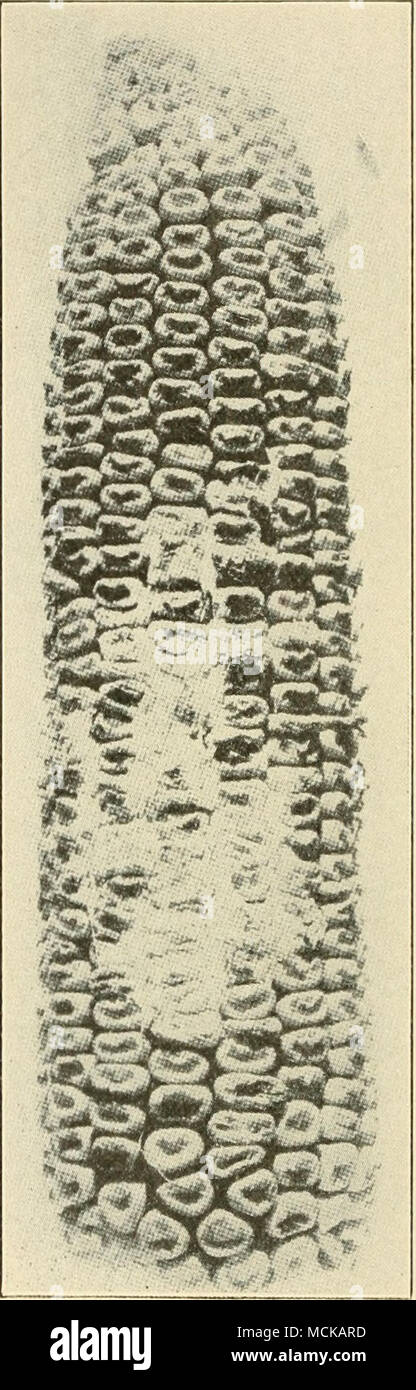 . Abb. 144. - Mais, Schimmel, verursacht durch Fusarium. Nach Burrill & Amp; Barrett. dieses Schädlings. Das bedeutet praktisch, aus dem Feld zu nehmen und alle rot-infizierten Ohren zerstören und infizierten Stiele niedrig zu schneiden und sie weg schleppen oder verbrennen Sie. Es ist immer noch besser wie Rotation zu üben, dass Mais Mais nicht innerhalb von zwei Jahren folgen. Schlecht in den betroffenen Bereichen oder Flecken in Bereichen sollten nie auf Mais ohne Rotation gepflanzt werden. Hausschwamm, fusariose {Fusa - Rium). - Auf die Ohren dieser Krankheit erscheint als eine dichte, gefilzt, weiß myceUum, ex-zwischen den Kernel auf die Cob tendiert. Die Kerne werden getötet und thei Stockfoto