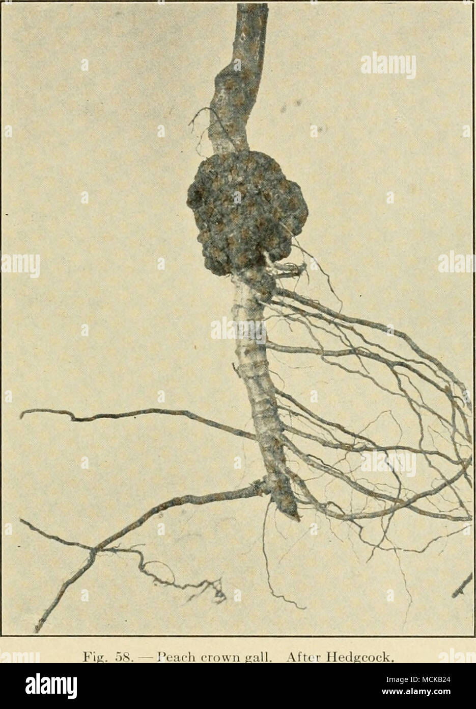 . Apple^ durch Inokulation mit Pseudomonas tumefaciens erzeugt werden ...