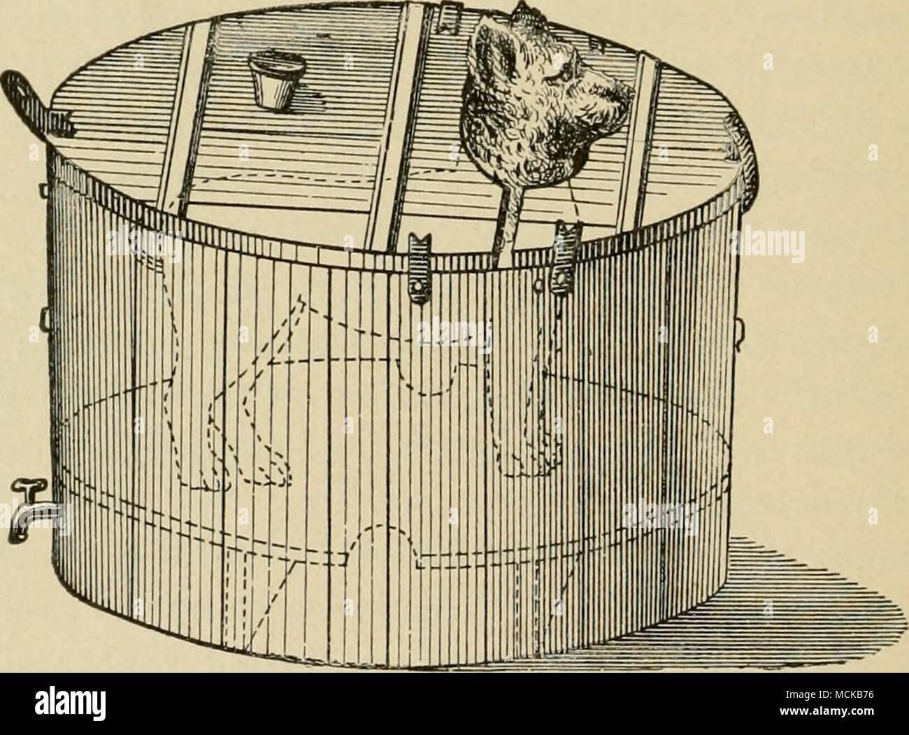 6 pustulata Fotos und Bildmaterial in hoher Auflösung Alamy
