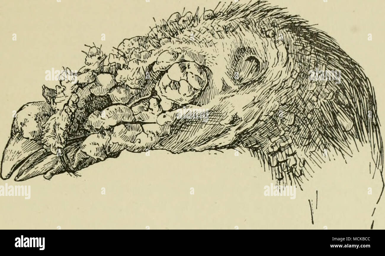 . Abb. 9. Leiter der Türkei betroffen mit epithelioma contagiosum (Vogel pox). (Klee) Der Mund, die auch nach einem Zeitraum von fünf Jahren, können typische Läsionen zu reproduzieren. Haring und Kofoid beschreiben die mikroskopische Struktur von Huhnpocken Gewebe wie folgt: "Die epithelialen Tumoren durch eine Hyperplasie des Epithels durch einen Anstieg sowohl in der Größe und in der Anzahl der Zellen produziert. Die Zone des Wachstums ist in der Schicht der Malpighii, dem wichtigsten Region prolifera-tion in den äußeren Kanten, aus denen die Zellen in beide Richtungen zu steigern. Eine wuchernde Epithel formen Zelle nester Sur Stockfoto