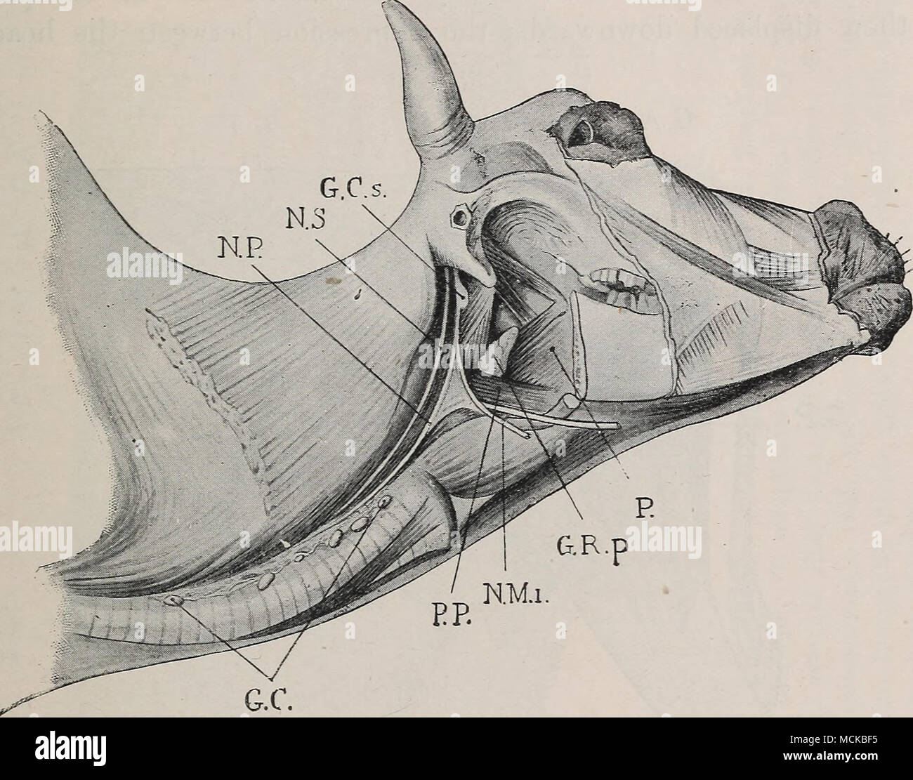 . Abb. 210.- tief sitzende Lymphknoten - an Kopf und Hals. Der hintere Teil des Unterkiefers entfernt. P, des Rachens; G' Rp, retro-pharyngeai Drüse; GC, tiefen zervikalen Lymphknoten (Hals Kette); NS, spinalen Nerven; NP, pnenmo - Gastrische Nerv; GCs, überlegenen zervikalen Nerven Ganglienzellen; NMi-, minderwertige maxillar}^ Nerv. besteht aus einem preparotid subgiossal, Ein, Eine, Ein subatloid prescapular und mehrere prepectoral Drüsen (Abb. 209). Keine dieser Drüsen sind sehr tief, und es sind alle leicht zu durchtasten zugänglich, vorausgesetzt, Ihre genaue Position bekannt ist und die Tiere sind nicht zu dick. Die subatloid ist Stockfoto