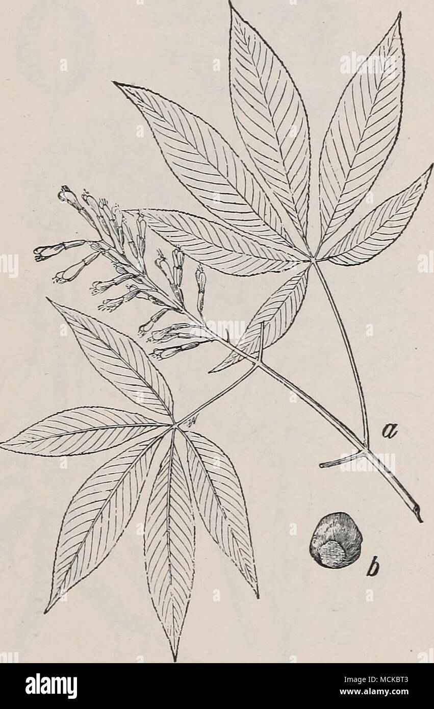 Abb. 98.- (Bicinus Rizinus communis). Abb. 99.- der Eed Kastanie {Msculus  j^ Avia). a, blhenden Zweig; b, Saatgut - sowohl zwei Neuntel natrliche  Gre. In den wrmeren Teilen der Vereinigten Staaten