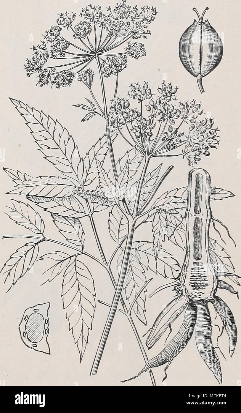. Abb. 100.- Wasser hemlock (Cicuta macu-lata), Abschnitt der Spindel - geformte Wurzeln und Stängel, Blätter, Blumen und Obst, eine halbe natürliche Größe; auch Obst und Querschnitt des Samens, erweiterten fünf Mal. mit fast 50 Prozent. Von den Auswirkungen der Gift, und weiter leiden. POISONINCx VON ST. JOHN S Würze. Die Einnahme von Johanniskraut produziert Aufregung foUow^Ed von Dul-ness, Interferenzen mit Sehen und Hören, und visuelle Halluzinationen Stockfoto