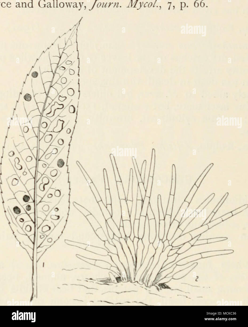 . Jahr,. 145.- Ccrcospora chrumicissa. Ich, Erkranktem pcacli Blatt; 2, Büschel iif Konidien, hoch niaj:;. Gurke und Melone blatt Fleck. - Diese zerstörerische Pest wurde zuerst in 1 beobachtet. S 06, und für die drei oder vier folgenden Jahren einfach Riot lief, sie töten ganze Häuser der Gurken innerhalb von wenigen Tagen. Es war fast vollständig auf die umfangreichen Einrichtungen um London beschränkt, der Erzeugnisse, die meist den Weg nach Covent Garden Market gefunden. Am heutigen Tag hat die Krankheit praktisch verschwunden. Dieses j Epidemie kann in einem gewissen Sinne als eine künstliche Schöpfung, insofern Sie können o betrachtet werden Stockfoto