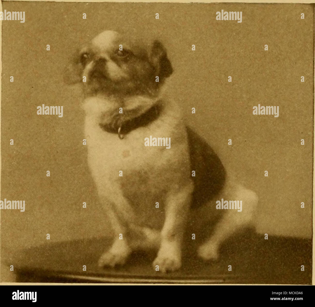 . Pekinesen MOPS Foto Yiiig Cheotig, Shanghai PEKINESEN MOPS DAME Die beiden unteren Fotos sind von "KURZHAARIG "möpse, Kastanie brindle-weiß und sind von Miss Deady Keane, von Shanghai. Die starke Ähnlichkeit zwischen Schwarz Frau Guyer's pug von Pekin und die Englische Hunde von Miss Neish ist sehr offensichtlich. Stockfoto