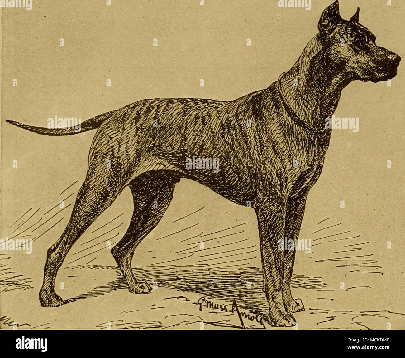 . R^^ - Courtesv des Amfrican Kennel Gaxetti SAXDOR VOM INN Dieses hervorragende Zeichnung von Herrn messende Amolt gemacht wurde, wenn der Hund noch zu füllen. Der Hund wurde von der iate Charles E. Tilford gezeigt, und später durch die Moniebello Hundehütten Stockfoto