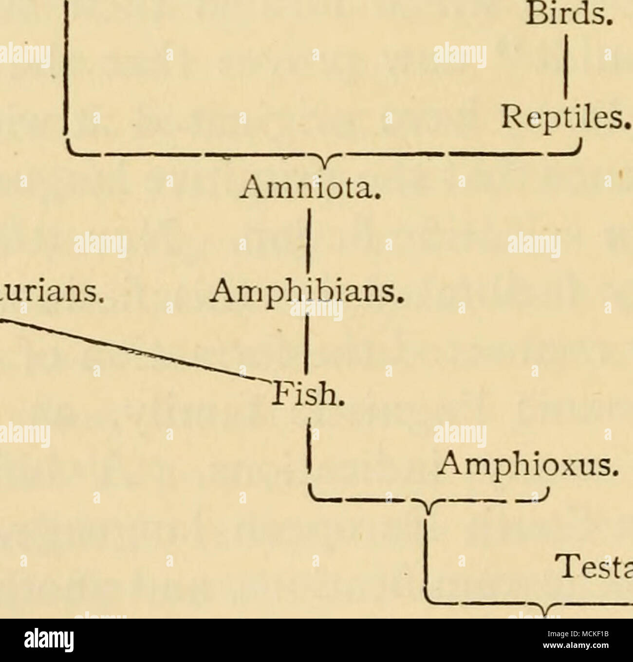 . Testacea. ) Ursprüngliche Vertebrata. Annulosa. Wie wir oben gesehen