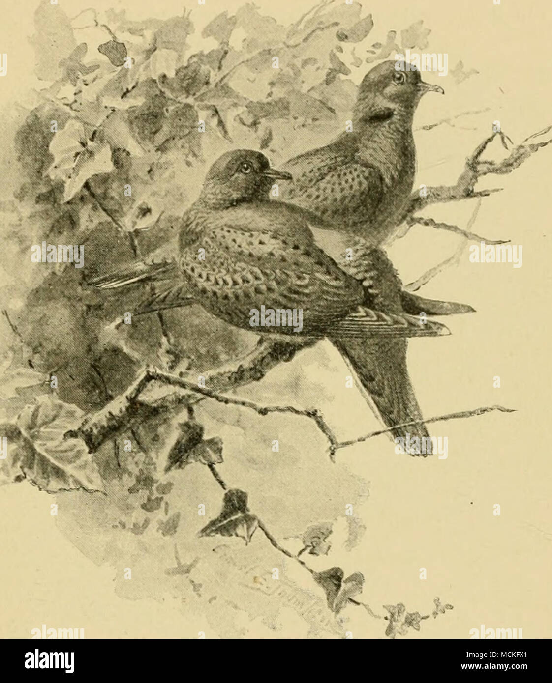 . Turteltauben Stockfoto