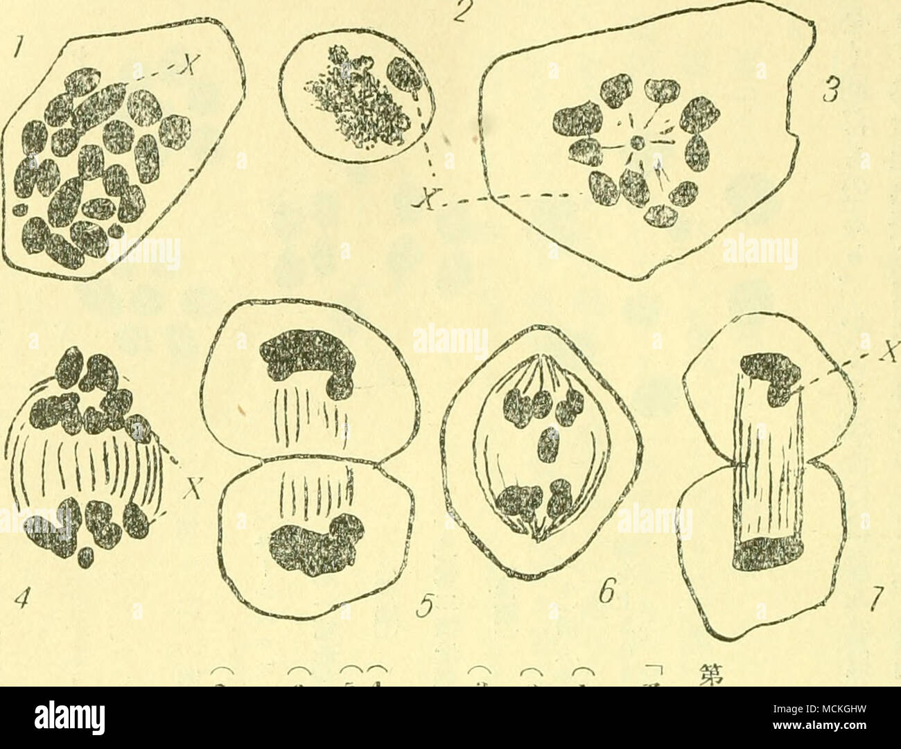 . Ãã¡ããµãã® ç²¾ å-Ç¼è² (1.) Dz¾åç'°è (ä'-ae) (ããçåaeã® ae' (r> ãç ¬ ¬ ä'ich! ae¯ç'°èã® åè £ (ä' - 'aeãä ããè¦ã) (4) å (žae) (3) å (åå¾ © ae)  £ ç¬¬Ã¾è © ae¯ç'°èã® åè £ (žae) ã (7) å (åå¾ © ae) åå°ã®ae® V-åå½¢ ¤ § åå ãªãae¢ Ȳé "ã© ä'㤠ã®ä' å°ã®Ãã® ãï¼ 9 ã¡Ã¯ã" ã 5 Sã | Ã'ãããã - ããã¯ã¯ã-Ĺ㽠| Ã-Jããä "å° Aeè²nsccegsory oder 1 ã"t estroplc cbromosolre) VJåã ¥ Ããç²¾åç'° èã® åè £ ã® éã"ã¯å''ã" äºåä'ã® ããã (è¬ è©±) 0 éº èèè ¬ ¯ 話(åäº) (à 4 ae' ¥) Ǿã ç¾ ¤ ¯ ãã^ åaeã" Ae¼ã¦ã¯ä' å°åé Aeè²é "ã ¯¢ ããã¦å-. Ãã ä" à® Aeè²é "ã¯ae · · Ae²ããä'šà © ãªããç ¬ ¬ ä'Dz¾ae¯ç'°èã® åè ããã £ "å¦ãã åä'ã® Aeè²é" Ǿã ãã嶯ä'-åã ¯ Åäºaeè²n ã® çAå £ ã" ... ããã ãªãããã® ã" 㦠ãè° · Aeè²é "ã¯ae £ ã" ä'ä'Ã㮠žåãç åã ¤ ºããae à "ååã® Aeè²é "à® çµåãããªããae -¿ ãã®ä' Stockfoto . Ãã¡ããµãã® ç²¾ å-Ç¼è² (1.) Dz¾åç'°è (ä'-ae) (ããçåaeã® ae' (r> ãç ¬ ¬ ä'ich! ae¯ç'°èã® åè £ (ä' - 'aeãä ããè¦ã) (4) å (žae) (3) å (åå¾ © ae)  £ ç¬¬Ã¾è © ae¯ç'°èã® åè £ (žae) ã (7) å (åå¾ © ae) åå°ã®ae® V-åå½¢ ¤ § åå ãªãae¢ Ȳé "ã© ä'㤠ã®ä' å°ã®Ãã® ãï¼ 9 ã¡Ã¯ã" ã 5 Sã | Ã'ãããã - ããã¯ã¯ã-Ĺ㽠| Ã-Jããä "å° Aeè²nsccegsory oder 1 ã"t estroplc cbromosolre) VJåã ¥ Ããç²¾åç'° èã® åè £ ã® éã"ã¯å''ã" äºåä'ã® ããã (è¬ è©±) 0 éº èèè ¬ ¯ 話(åäº) (à 4 ae' ¥) Ǿã ç¾ ¤ ¯ ãã^ åaeã" Ae¼ã¦ã¯ä' å°åé Aeè²é "ã ¯¢ ããã¦å-. Ãã ä" à® Aeè²é "ã¯ae · · Ae²ããä'šà © ãªããç ¬ ¬ ä'Dz¾ae¯ç'°èã® åè ããã £ "å¦ãã åä'ã® Aeè²é" Ǿã ãã嶯ä'-åã ¯ Åäºaeè²n ã® çAå £ ã" ... ããã ãªãããã® ã" 㦠ãè° · Aeè²é "ã¯ae £ ã" ä'ä'Ã㮠žåãç åã ¤ ºããae à "ååã® Aeè²é "à® çµåãããªããae -¿ ãã®ä' Stockfoto