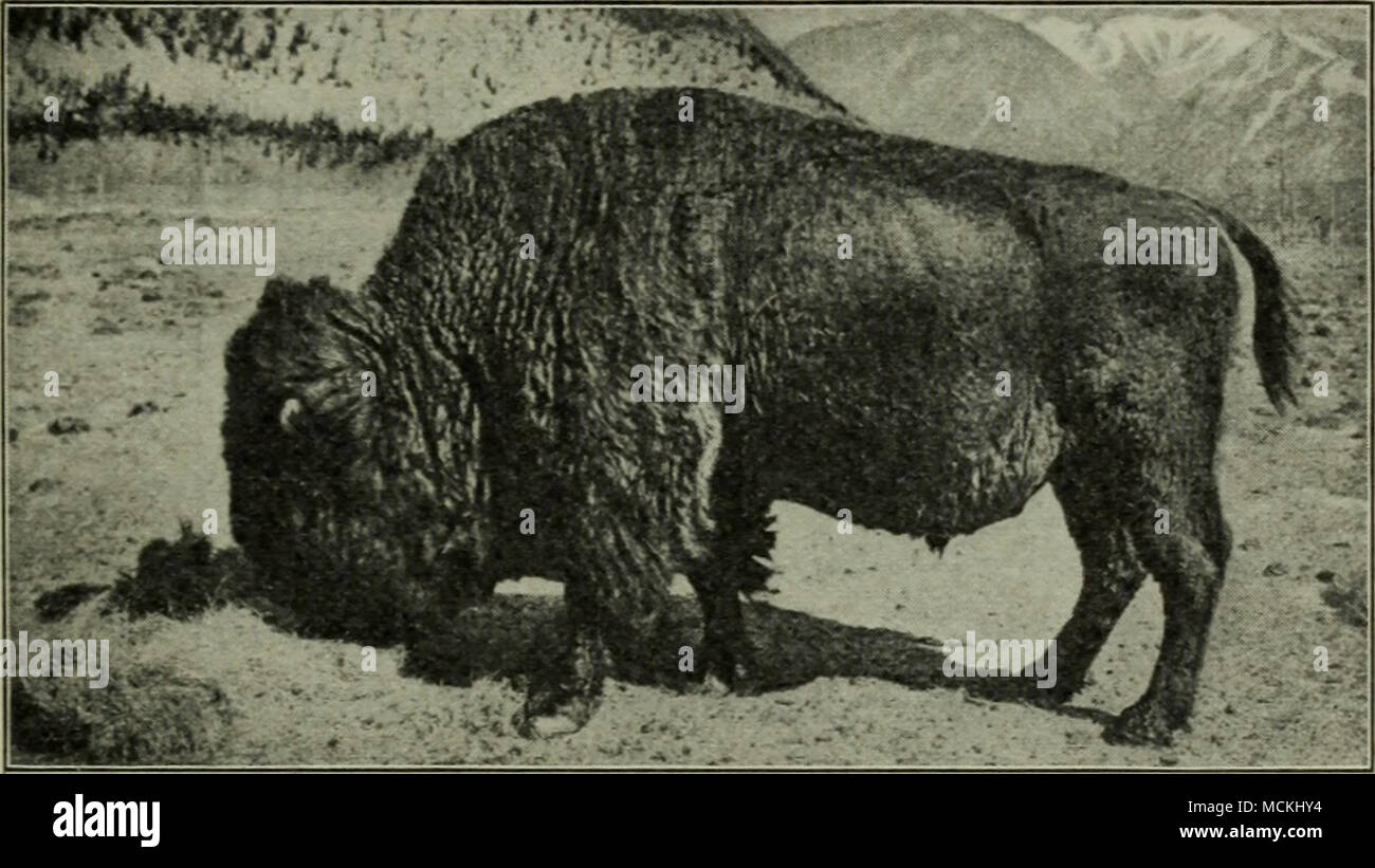 . Abb. 42. Sir Donald, Leiter der größten Herde Bisons in Amerika kanadische Nationalpark, Banff, Alberta Es gesehen wird deshalb, dass die domestizierten Tieren sowohl in Asien und Afrika haben keinen Mangel an wilden Verwandten sowohl Wohn- und ausgestorben, und die Tatsache ihrer eigentlichen Ursprung in der Wildnis muss klar auf die casual Student sein, - so klar, dass wenn die Kuppeln - ticated Rennen plötzlich Aussterben sollte, oder gleich guter Nachfolger, leicht aus dem Wilden wiederhergestellt werden könnte. Aber diese in den westlichen Kontinent sein kann, alle eng verwandten Arten ausgestorben waren in Amerika, wenn, ja, t Stockfoto