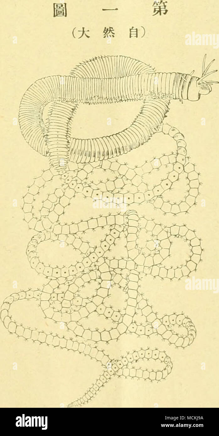Ae Ao Stockfotos Und Bilder Kaufen Alamy