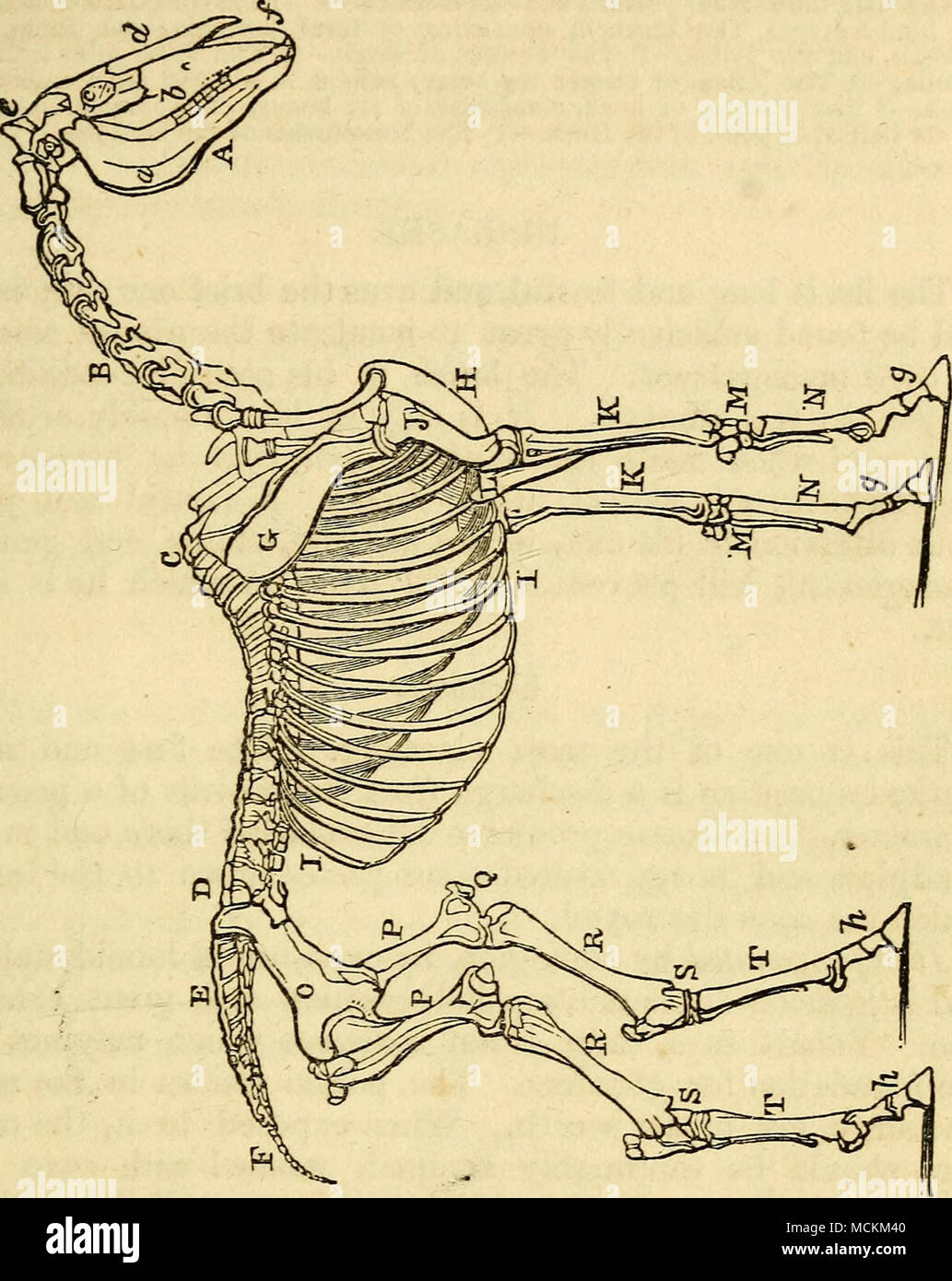 . Skelett eines Pferdes. Eine den Kopf.-a Der Posterioren maxillarj' oder Unterkiefer.- & Amp; Die superior max-illary oder Oberkiefer. Ein wenig niedriger als der Brief ist ein foramen, durch die die Nerven und das Blut Pass - Schiffe, die vor allem die unteren Teil ol.-c Die Orbit oder Hohlraum mit dem Auge.-d der nasalen Knochen oder Knochen der Nase.-e Die naht Division der parietale Knochen unten aus dem Okzipitalen Knochen über.-/das Minderwertige maxillaris Knochen, mit der oberen Schneidezähne.-B Die sieben Halswirbel, oder Knochen der Hals.-C die Achtzehn dorsalen Vertebrse oder Knochen von Th Stockfoto