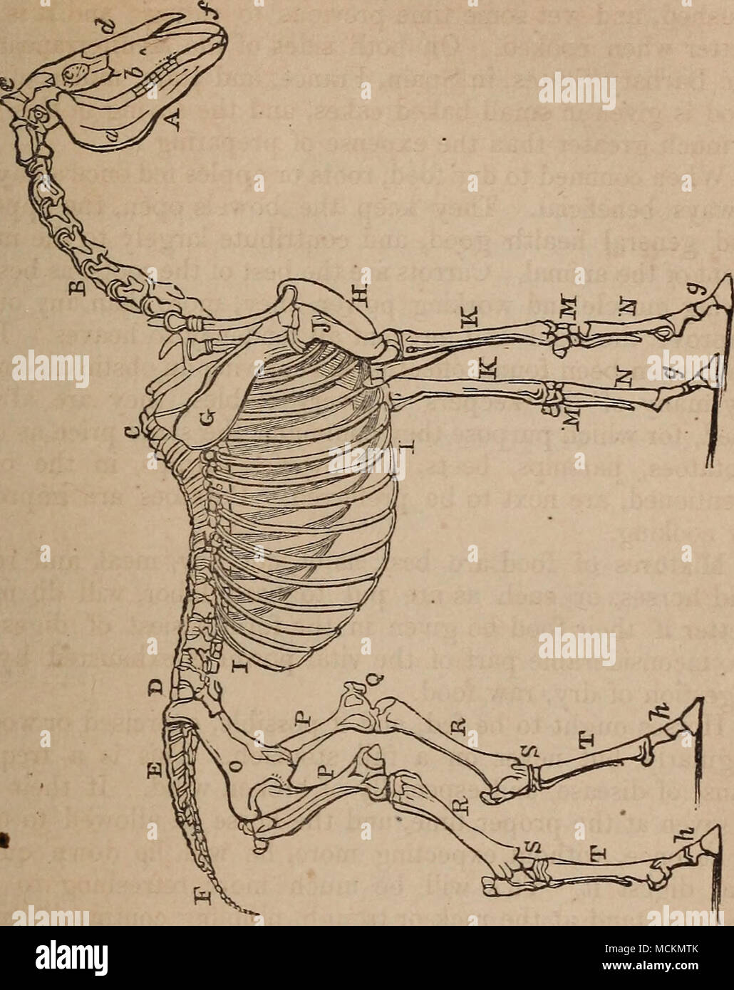 . Skelett eines Pferdes. Eine den Kopf.-a der hinteren Oberkiefer oder Unterkiefer.- 6 Die Superior max-illary oder Oberkiefer. Ein wenig niedriger als der Brief ist ein foramen, durch die die Nerven und das Blut Pass - Schiffe, die vor allem die unteren Teil ol das Gesicht - Stromversorgung c Der Orbit oder Hohlraum mit dem Auge.-d der nasalen Knochen oder Knochen der Nase.-e Die naht Division der parietale Knochen unten aus dem Okzipitalen Kegel oben.-/das Minderwertige maxillaris Knochen, mit der oberen Schneidezähne.-B Die sieben Halswirbel, oder Knochen der Hals.-C Die achtzehn Rückenwirbel, oder Knochen, die an der BAC Stockfoto