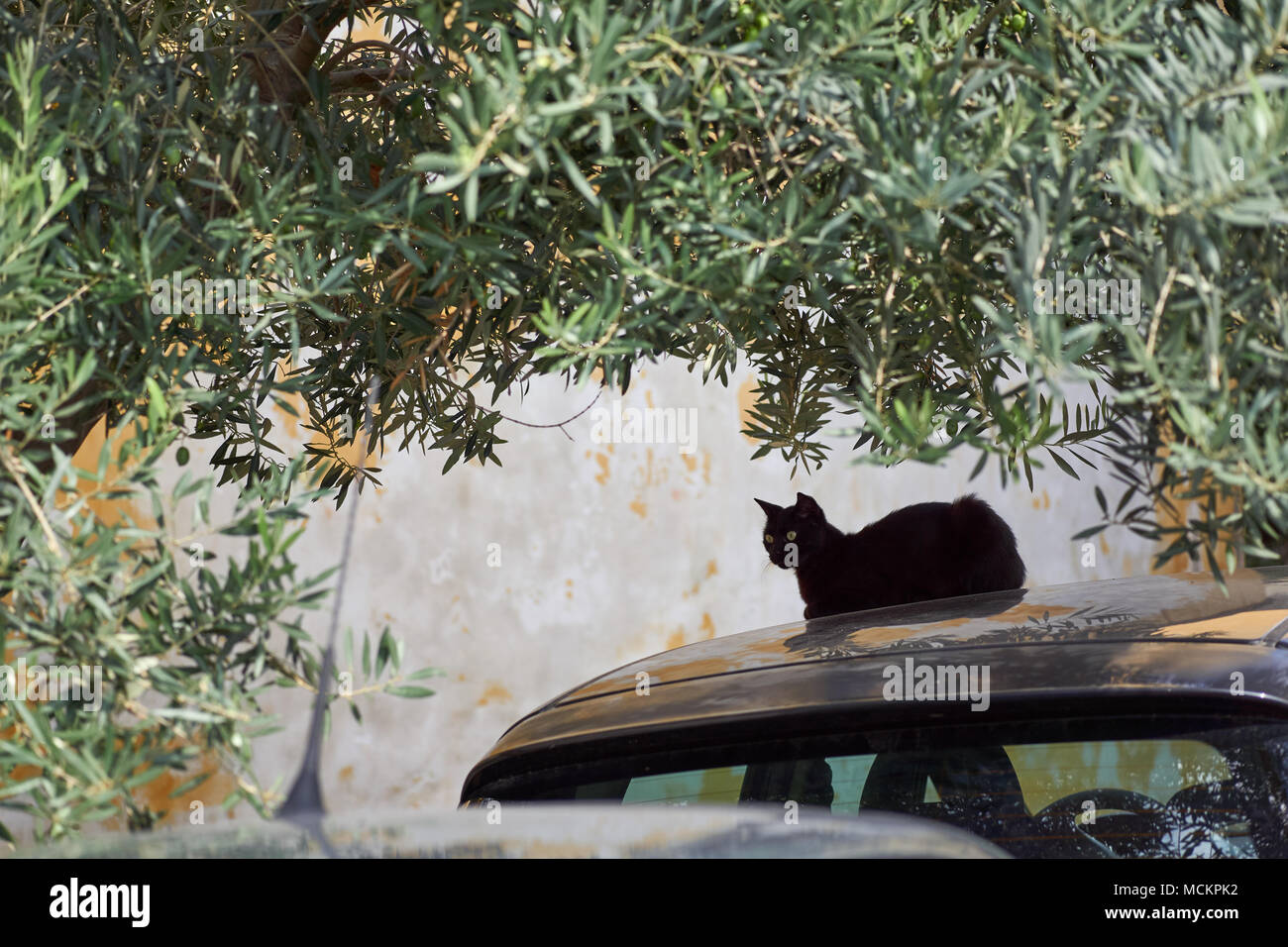 Schwarze Katze, sitzend auf einem Autodach unter Olivenbäumen in Italien Stockfoto
