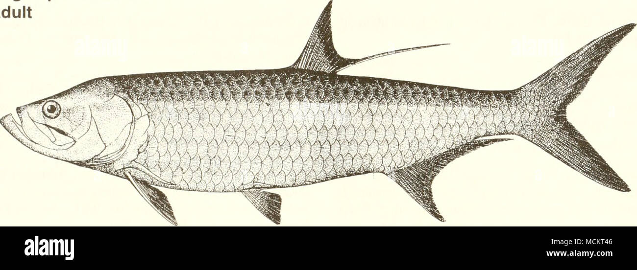 . 20 cm (fromGoode 1884) Common Name: tarpon Wissenschaftlicher Name: Megalops atlanticus Weitere Namen: Tarpum, caffum, Silberfische, Silver King, jewfish, große Skala; grande Ecaille, Grand ecoy, palika (Französisch); sabalo, sabaloreal, Haines (Span-ish) (Gunter 1945, Wade 1962, Hildebrand 1963, Hoese und Moore 1977, Fischer 1978, NOAA, 1985). Klassifizierung (Robins et al. 1991) Stamm: chordata Klasse: Osteichthyes bestellen: Elopiformes Familie: Elopidae kommerziellen Wert: Es gibt keine kommerzielle Fischerei auf tarpon in den Vereinigten Staaten. Sein Fleisch ist in der Regel als Fett zu sein und der zweite Qualität, Stockfoto