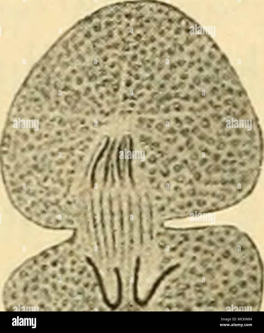 . Ausgäbe. S. 328): "qui m'a Permis de trancher positivement ce Punkt si Wichtig pour l'Histoire de la Division indirecte De cellules.' 'Van Benedens berühmte henkes lolland ist im Früh-jahr 1884 erschienen. 1 Wochen vorher aber hatte schon Nussbaum über das gleiche Untersuchungsobjekt eine Ab-handlung veröttentlicht, nachdem er im Jahre 1883 eine Mitteilung vorläutige in den Sitzungsberichten der Niederrheinischen Gesellschaft gegeben hatte. Auch X u s s b a u m beschreibt und bildet den mutterstern von Asc. megaloc. (Abb. 17 a) mit nur vier Chromosomen ab (1884, 1.c. Taf. X, Abb. 43 Stockfoto . Ausgäbe. S. 328): "qui m'a Permis de trancher positivement ce Punkt si Wichtig pour l'Histoire de la Division indirecte De cellules.' 'Van Benedens berühmte henkes lolland ist im Früh-jahr 1884 erschienen. 1 Wochen vorher aber hatte schon Nussbaum über das gleiche Untersuchungsobjekt eine Ab-handlung veröttentlicht, nachdem er im Jahre 1883 eine Mitteilung vorläutige in den Sitzungsberichten der Niederrheinischen Gesellschaft gegeben hatte. Auch X u s s b a u m beschreibt und bildet den mutterstern von Asc. megaloc. (Abb. 17 a) mit nur vier Chromosomen ab (1884, 1.c. Taf. X, Abb. 43 Stockfoto