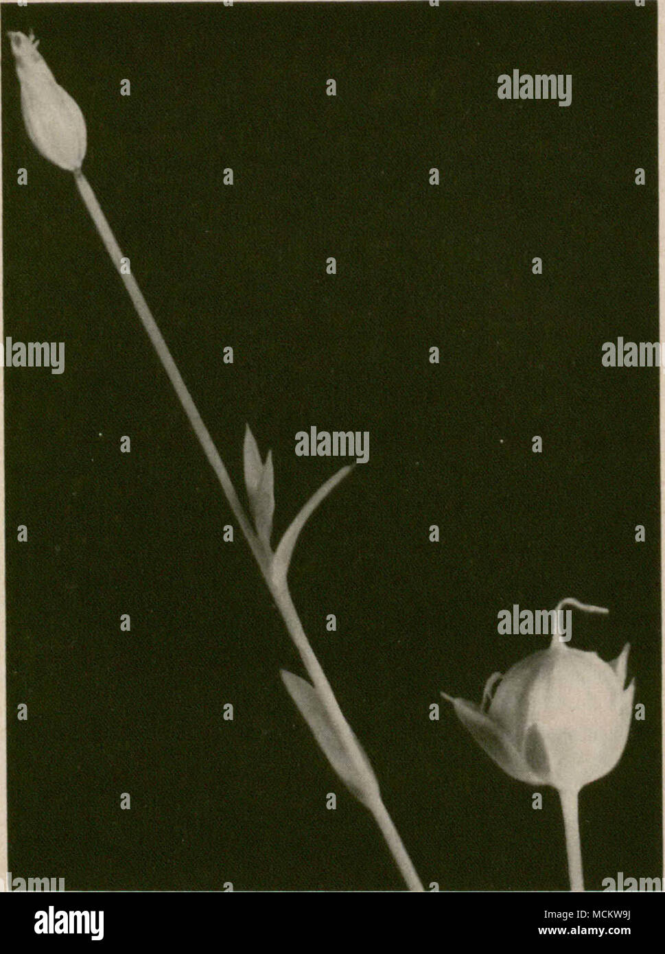 . Abbildung 22.-Boll trockenfäule von Flachs, eine nonparasitic Krankheit. Virus Gelb (Aster yellows Virus, vermutet) - ein Virus Krankheit, Verbreitung durch leafhoppers, hat verbreitet in Manitoba und Saskatchewan seit 1952, hat aber keine spürbaren Schaden verursacht haben. Es verursacht Verkümmerung, Vergilbung und Bündelung der oberen Blätter und Verzerrung der Blume Teile (Abb. 23). Die Blüten sind grünlich und Blatt. Betroffen Blumen Samen nicht gesetzt. Zerstörung von Unkräutern in und in der Nähe der Flachs Erntegut kann helfen, die Menge des Virus und die Nummern der leafhoppers, die es tragen zu reduzieren. 74 Stockfoto