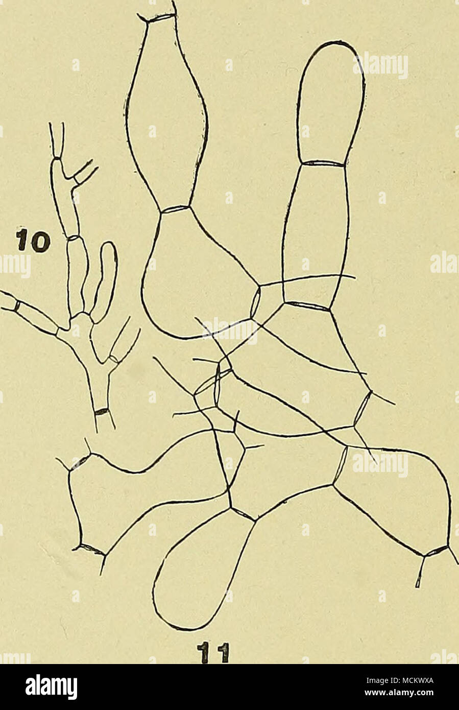 . Abb. 10. Junge Hyphen von Bhizoctonia von Sweet Pea. Abb. 11. Fassförmige Hyphen aus sclerotium des gleichen Pilz. Host. Die Infektion kann in die Basis von Stammzellen nehmen Sie die erste und in diesem Fall der Pilz dringt sowohl Stamm und Wurzel, oder es kann an den Wurzeln zum ersten Mal starten, dann nach und nach bis zu den Stammzellen arbeiten. In jedem Fall Tod der Sämling ist eine natürliche Folge. In den Fällen, in denen die Wurzeln der ersten durch den Pilz befallen werden, die ehemalige verschlechtert sich derart rasant, dass beim Herausziehen von einer Anlage festgestellt, ohne root zu sein. CHAETOMIUM WURZELFÄULE, Chaetomium spirochaete Patt. Historische In Stockfoto