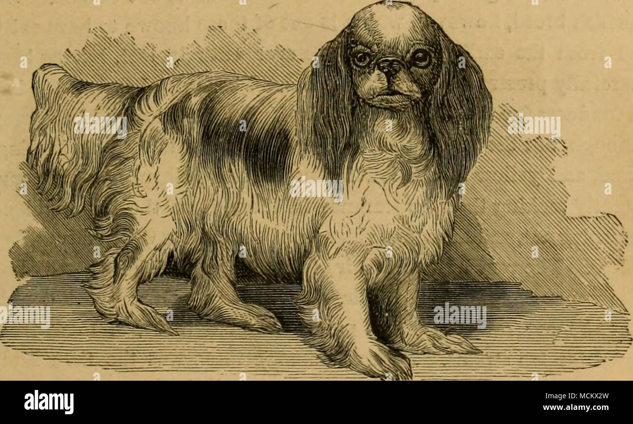 . Fisr. 35. - Blenheim Spaniel. sollte nie mehr als 6 oder höchstens 7 kg; und sie sind die mehr geschätzt, wenn sie so niedrig wie 4 | oder 5 lbs. (Siehe portrait.) Die Punkte der Blenheim unterscheiden sich nur wenig von denen der King Charles, außer in Farbe, das ist immer ein Grund weiß mit roten oder gelben Flecken oder Patches, mit gut markierten weiße Blesse zwischen den Augen. Die Ohren sollten gefärbt werden, und auch den ganzen Kopf, mit Ausnahme der Nase und eine weiße Markierung auf der Stirn, wie in den Schnitt, der der Blenheim ziemlich genau darstellt. Der Gaumen ist Schwarz, wie die von Stockfoto