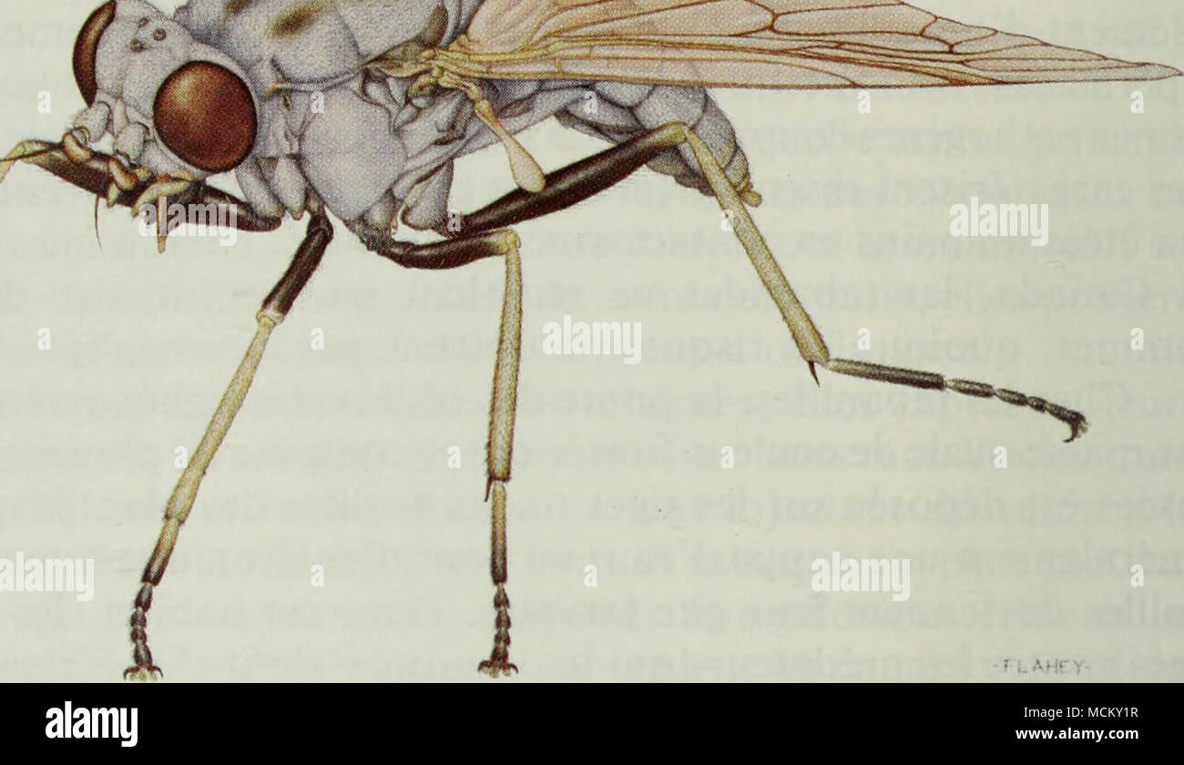 . Abb. 5 La femelle adulte de la symphoromie. Mouches des cornes et stomoxes (Haematobia irritans et Weitere calcitransâMuscidae) Ces deux Espò ¨ ces d'insectes nuisibles ont Ã©tÃ© importÃ © es d'Europa, Sans Doute avec Le bÃ©Schwanz qui accompagnait les Premiers Doppelpunkte. Les mouches des cornes ne piquent pas l'Homme et sind Presque exclusivement associÃ©es au bÃ©Schwanz et, Parfois, aux Chevaux. Elles passent quasiment toute Leur vie adulte dans les poils de leurs hÃ'tes, et les femelles ne quittent Mez abri que Anhänger quelques Minuten, pour leurs pondre oeufs. Elles se nourrissent À leur grÃ©, ce qu' Stockfoto