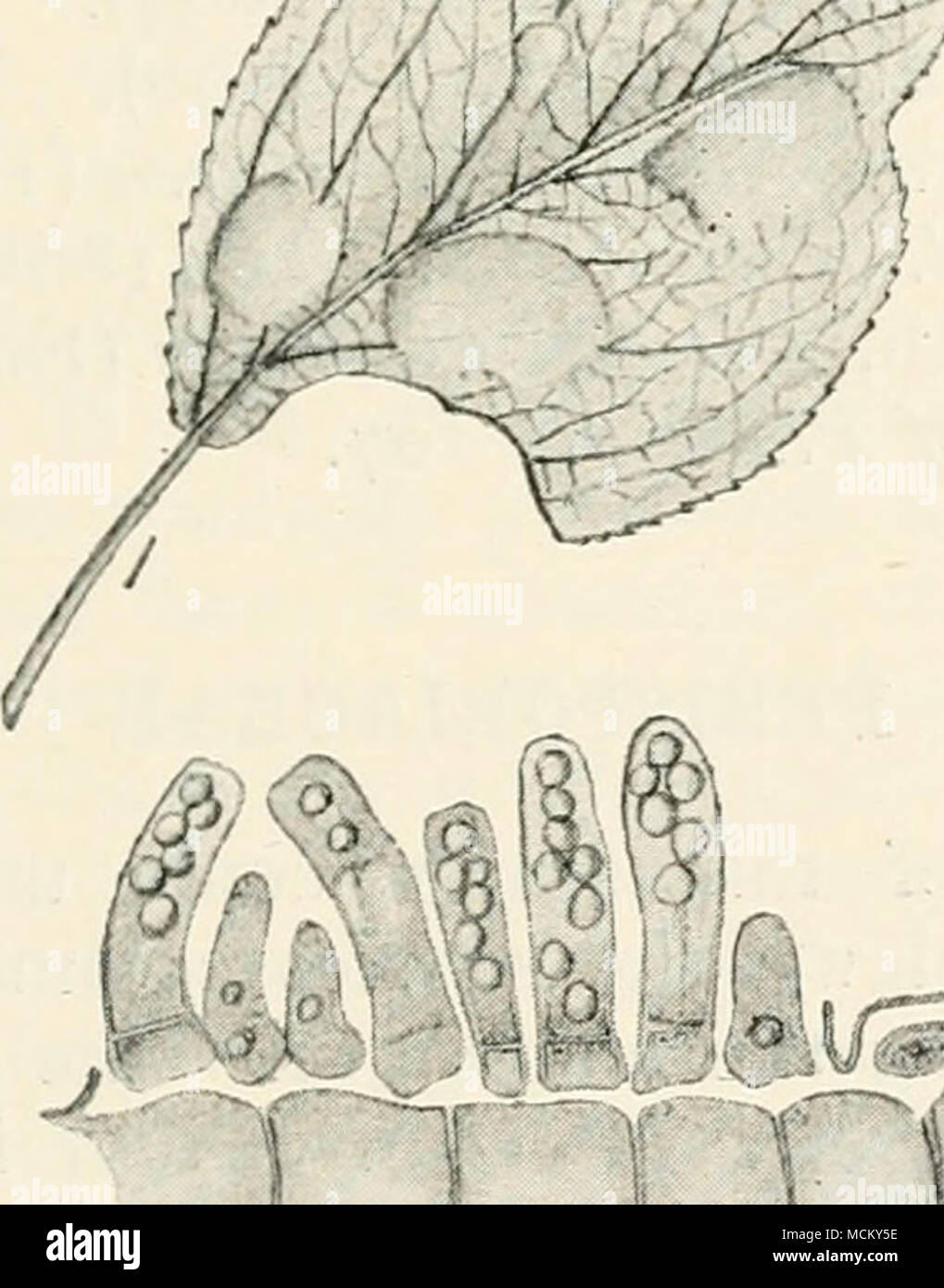 . Abb. Â^d. Â Taphrina h hi Lata, i, Blatt von pear-Baum mit Blasen durch den Pilz verursacht, verringert; 2, Asci auf Epidermis eines Blattes, sehr mag. Blasen, die sich auf der Unterseite der Blätter. Myzel nicht mehrjährig in den Geweben. Die Arten sind in der Regel nicht gesundheitsschädlich markierte Maße. Stockfoto