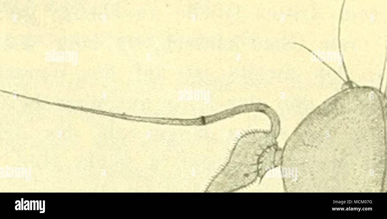 . Â r Abb. 105. Convexa hyptiocheta Beck. cT - 16:1. vorhanden. Pulvillen und Krallen klein. FlÃ¼-gel groÃ, von der Ge- Das¶hnlichen Form, sterben Kachelmann hat aber eine besondere Abweichung dadurch erhalten, daÃ die dritte Lã¤ngsader nicht in der Höhle FUigel-rand auslÃ¤uft, sondern sich vorher mit der zweiten verbindet, so daÃ hierdurch eine ge-schlossene und gestielte Zelle entsteht; sterben bereits LÃ¤ngsader ist dadurch weiter als gewÃ¶hnlich von der dritten abgerÃ¼ckt und mÃ¼ndet etwas hinter der FlÃ¼gelspitze (s. Abbildung 106). 1 convexa n. sp. d'g. 2 Figuren Amerika merid.o". - Thorax von metalli Stockfoto