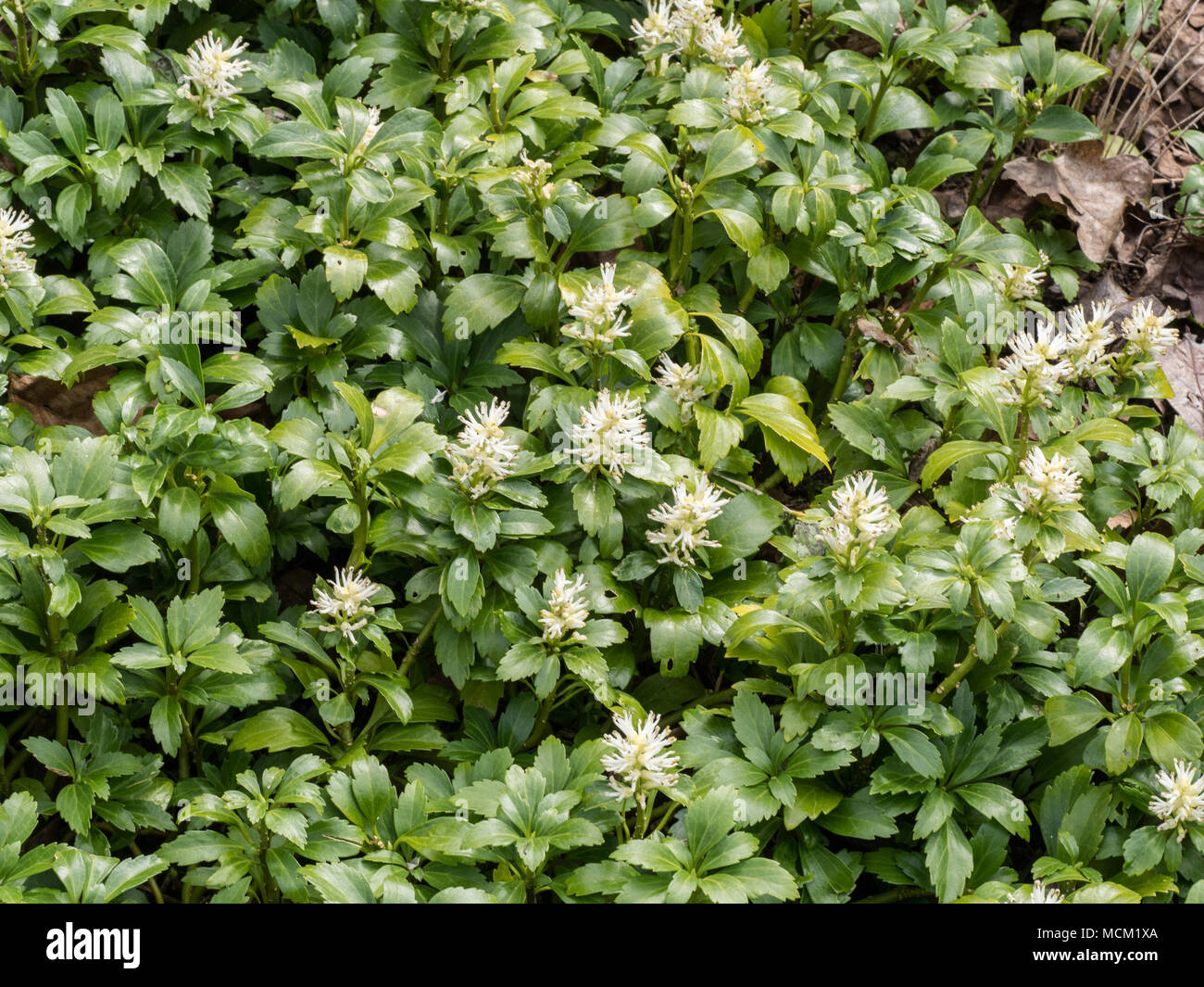 Ein Patch von Pachysandra terminalis in voller Blüte im Frühjahr Stockfoto
