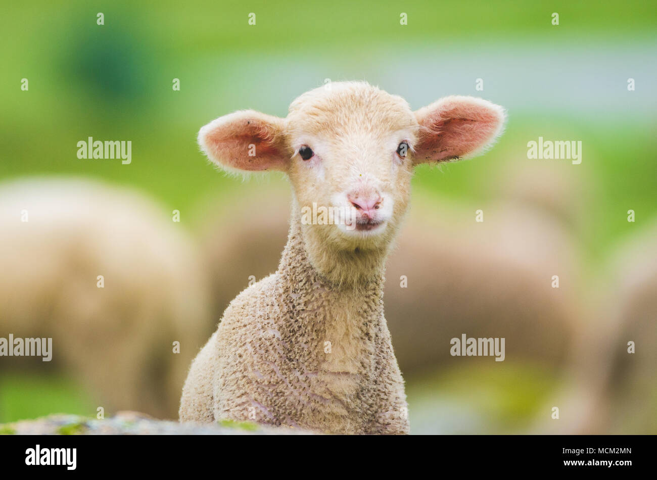 Niedliches kleines Lamm auf Kamera in einer Wiese Stockfoto