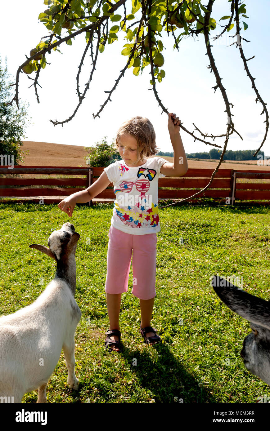 Kleines Mädchen (6 Jahre) das Füttern von Ziegen auf der Farm. Stockfoto