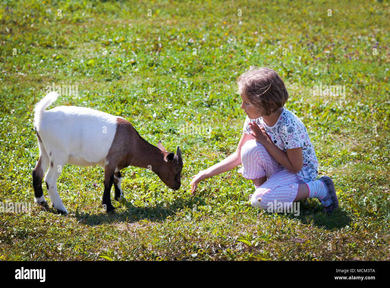 Kleines Mädchen (6 Jahre) Fütterung Ziege auf der Farm. Stockfoto