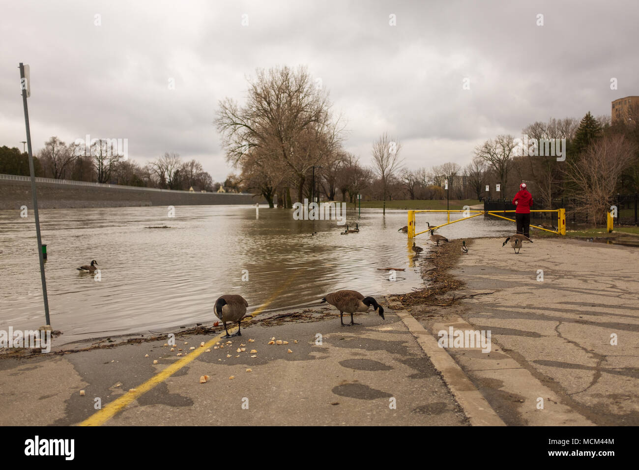 Ungewöhnlich kühle Wetter und zwei Tage Regen, Schnee und Eisregen war zu viel für die Themse zu handhaben wie es oben über seine Ufer stieg Stockfoto
