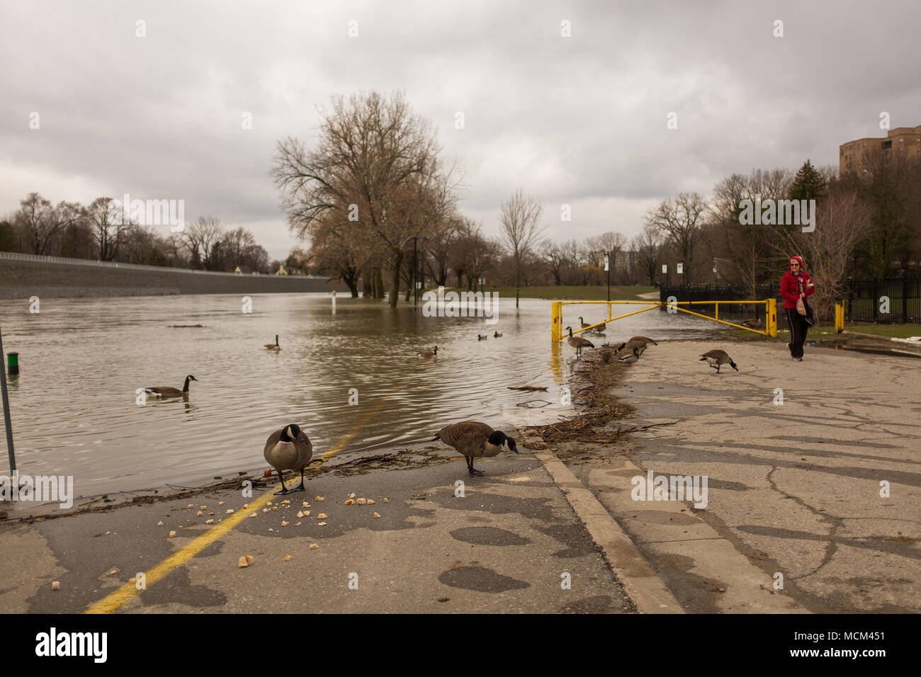Ungewöhnlich kühle Wetter und zwei Tage Regen, Schnee und Eisregen war zu viel für die Themse zu handhaben wie es oben über seine Ufer stieg Stockfoto