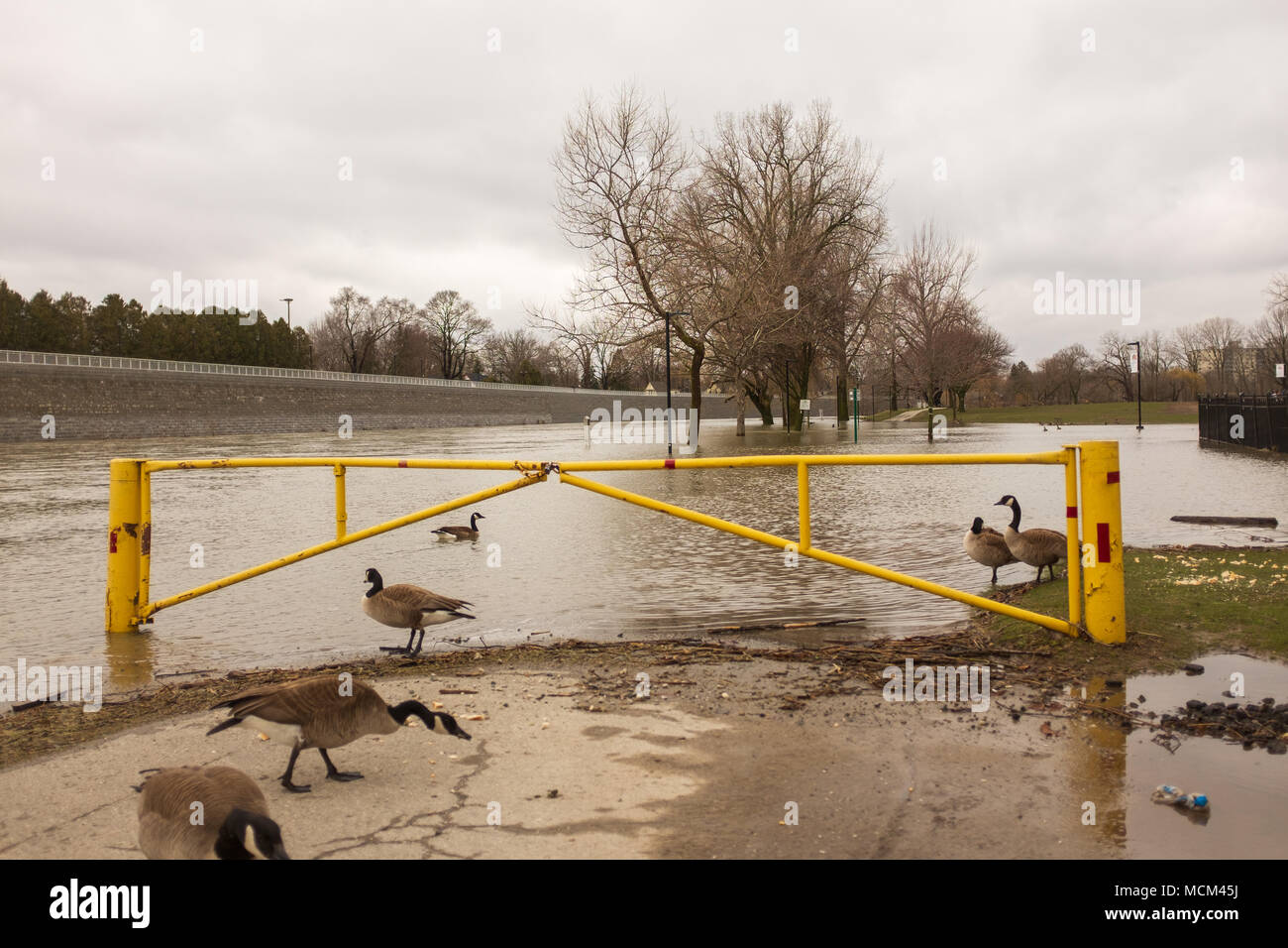 Ungewöhnlich kühle Wetter und zwei Tage Regen, Schnee und Eisregen war zu viel für die Themse zu handhaben wie es oben über seine Ufer stieg Stockfoto