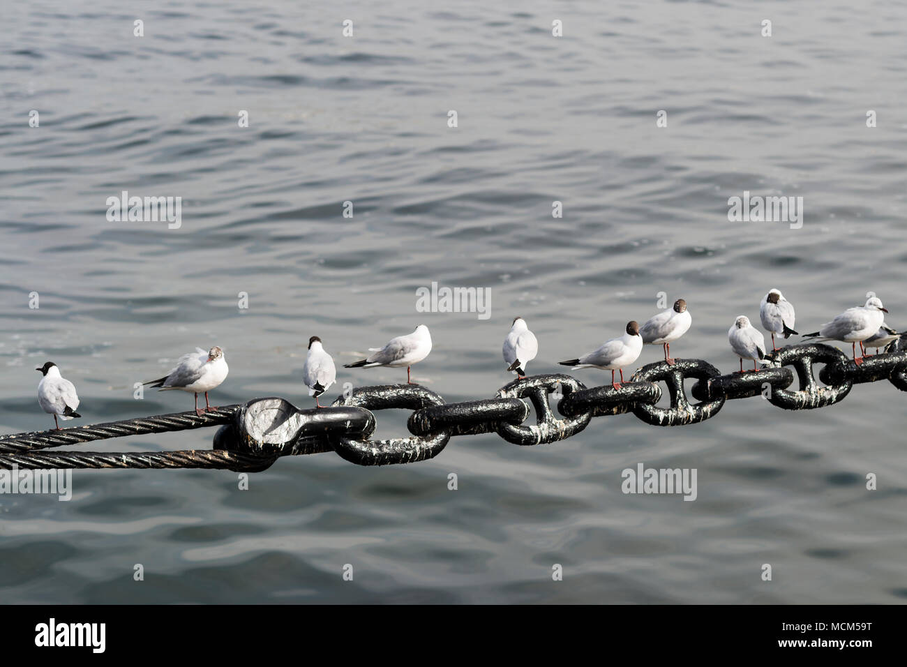 Schwarz Möwen auf die Ketten der Hikawa Maru, Yamashita Park, Yokohama, Japan geleitet. Stockfoto