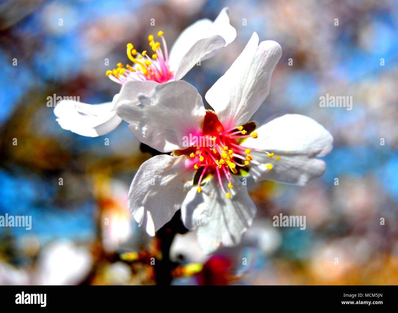 Mandelbaum Blüten. Sakura. Weiß. Rosa. Frühling Blumen. Blume. Stockfoto