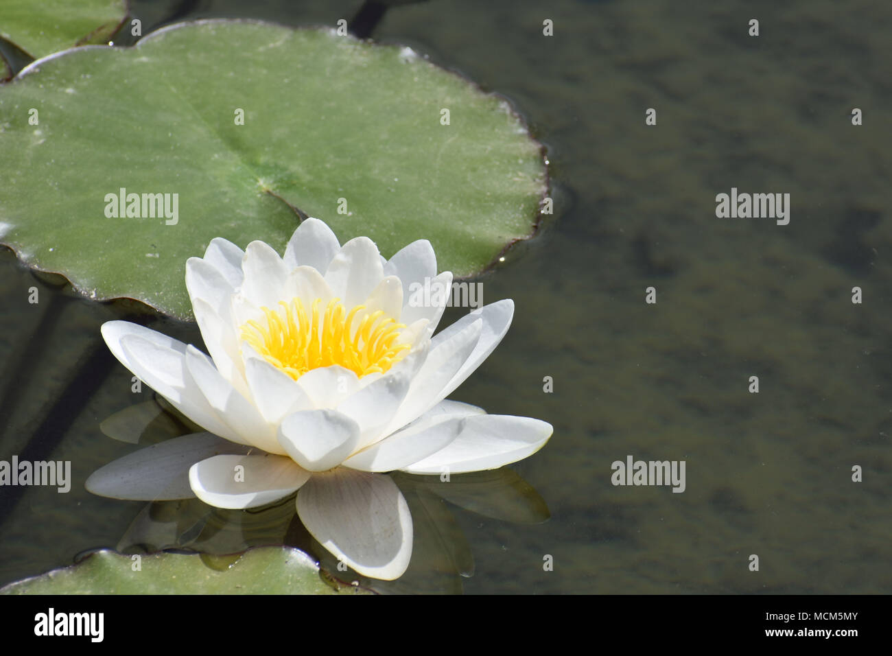 Weiße Seerose mit Blatt Stockfoto