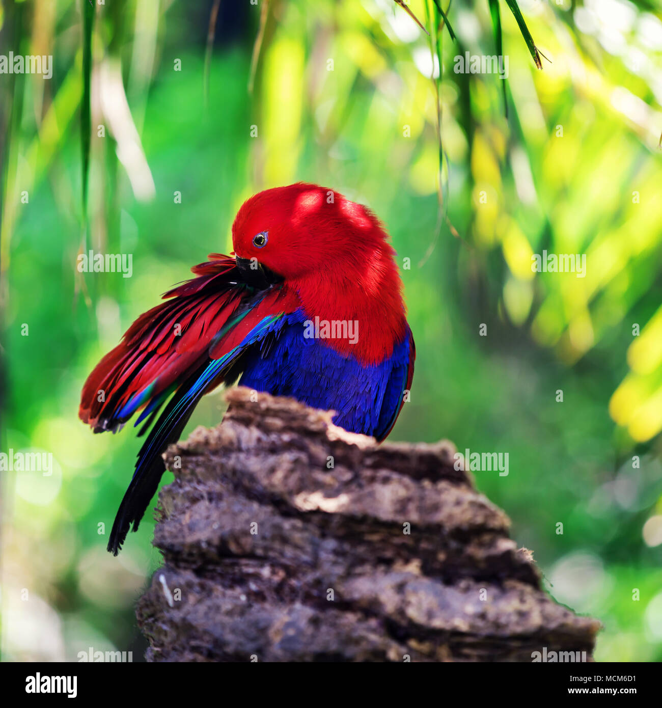 Red sided eclectus Parrot in Palm Tree Stockfoto